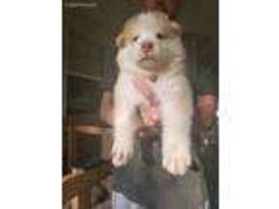 Alaskan Malamute Puppy for sale in Grand Bay, AL, USA