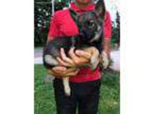 Norwegian Elkhound Puppy for sale in Dundee, OH, USA