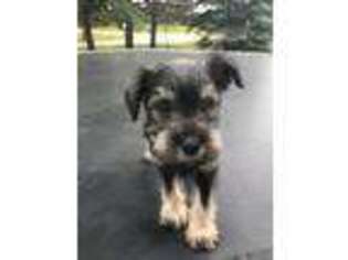 Mutt Puppy for sale in Park Rapids, MN, USA