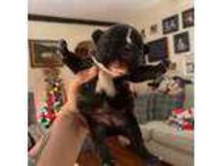 French Bulldog Puppy for sale in Hometown, WV, USA