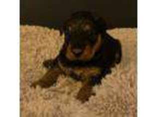 Airedale Terrier Puppy for sale in Sunol, CA, USA