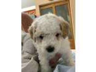 Goldendoodle Puppy for sale in Edgewater, FL, USA