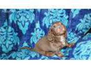 Dachshund Puppy for sale in Prattville, AL, USA