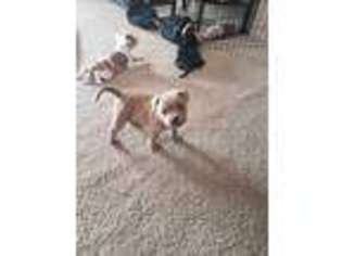Staffordshire Bull Terrier Puppy for sale in Sonora, CA, USA
