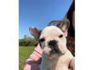 Bulldog Puppy for sale in Sealy, TX, USA