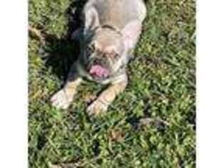 Bulldog Puppy for sale in Jayess, MS, USA