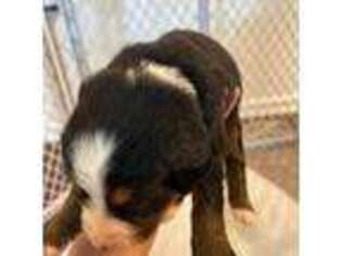 Bernese Mountain Dog Puppy for sale in Hotchkiss, CO, USA