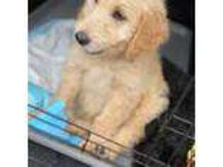 Goldendoodle Puppy for sale in Staten Island, NY, USA