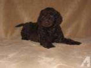 Labradoodle Puppy for sale in ROCHESTER, NY, USA