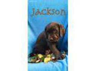 Labrador Retriever Puppy for sale in Fowlerville, MI, USA