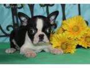 Boston Terrier Puppy for sale in Novelty, MO, USA