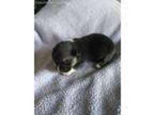 Pembroke Welsh Corgi Puppy for sale in Corunna, MI, USA
