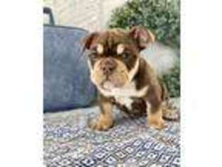 Olde English Bulldogge Puppy for sale in Shipshewana, IN, USA