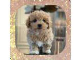 Shih-Poo Puppy for sale in Watertown, TN, USA