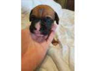 Boxer Puppy for sale in Yorkshire, OH, USA