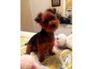Yorkshire Terrier Puppy for sale in FRIENDSWOOD, TX, USA