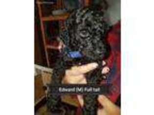 Mutt Puppy for sale in Advance, NC, USA