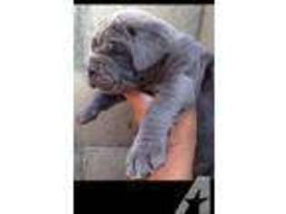 Neapolitan Mastiff Puppy for sale in RIVERSIDE, CA, USA