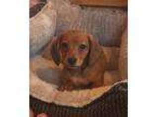 Dachshund Puppy for sale in Winthrop, MN, USA