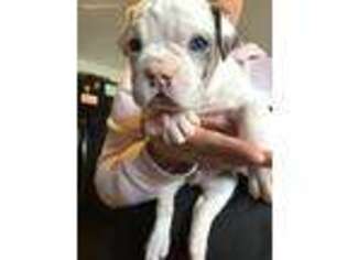 Olde English Bulldogge Puppy for sale in Lanse, MI, USA