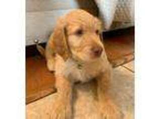 Goldendoodle Puppy for sale in Larose, LA, USA