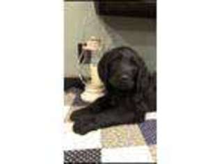 Labradoodle Puppy for sale in Flora, IL, USA