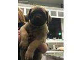 Mastiff Puppy for sale in Sibley, MO, USA