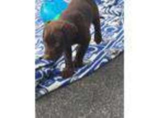 Labrador Retriever Puppy for sale in Manassas, VA, USA