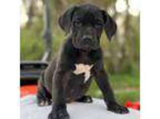 Boerboel Puppy for sale in Fort Myers, FL, USA
