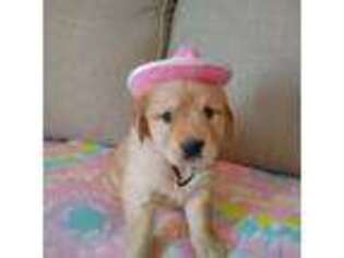 Golden Retriever Puppy for sale in Fort Meade, FL, USA