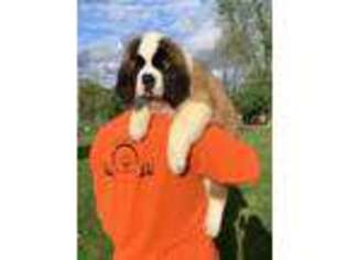 Saint Bernard Puppy for sale in Pilot Grove, MO, USA