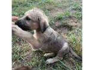 Irish Wolfhound Puppy for sale in Owosso, MI, USA