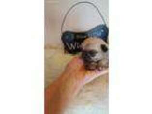 Pug Puppy for sale in Norwalk, OH, USA
