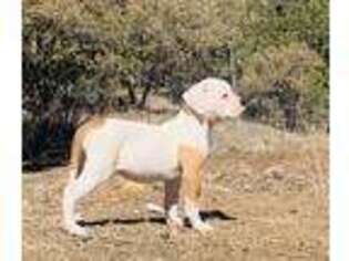 American Bulldog Puppy for sale in Silver City, NM, USA