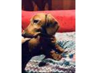 Dachshund Puppy for sale in Bensalem, PA, USA