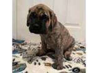 Mastiff Puppy for sale in Jefferson, PA, USA