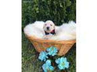 Golden Retriever Puppy for sale in Waxahachie, TX, USA