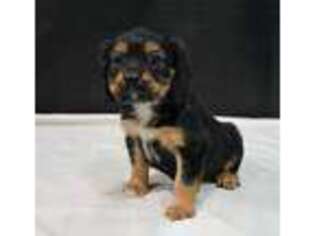 Cavalier King Charles Spaniel Puppy for sale in Austin, CO, USA