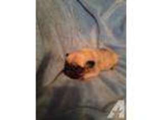 Pug Puppy for sale in MINERAL WELLS, TX, USA