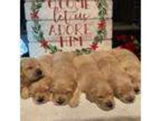 Golden Retriever Puppy for sale in New London, NC, USA