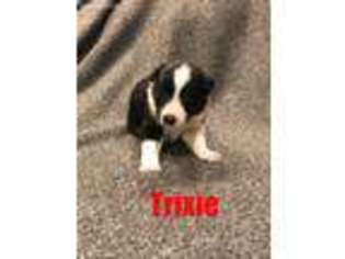 Border Collie Puppy for sale in Arcola, IL, USA