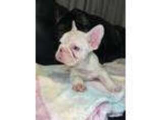 French Bulldog Puppy for sale in Hollywood, MD, USA