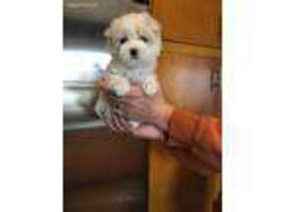 Maltese Puppy for sale in Ipava, IL, USA
