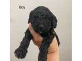 Cavapoo Puppy for sale in Troy, NC, USA
