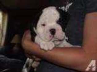 Bulldog Puppy for sale in MARION CENTER, PA, USA