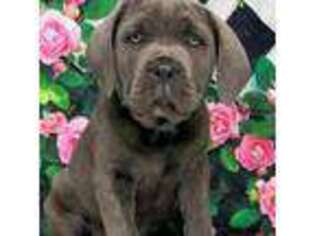 Cane Corso Puppy for sale in Baldwin, NY, USA