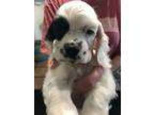 Cocker Spaniel Puppy for sale in Katy, TX, USA