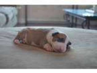 Bull Terrier Puppy for sale in Oceanside, CA, USA