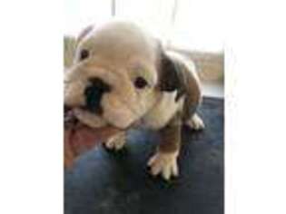 Bulldog Puppy for sale in Joliet, IL, USA