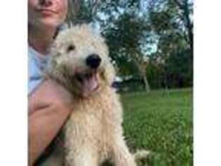 Goldendoodle Puppy for sale in Robersonville, NC, USA